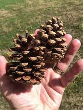 Pine Fir Cones Natural x 70