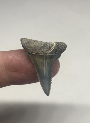 Great white shark - great, fossil