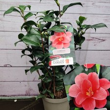 Camellia ' Mary Williams'  3L