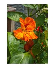 NASTURTIUM - TROPAEOLUM - WHIRLYBIRD TANGERINE - 25 FINEST SEEDS