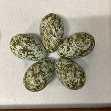 Replica Raven eggs