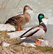 mallard duck hatching eggs 12
