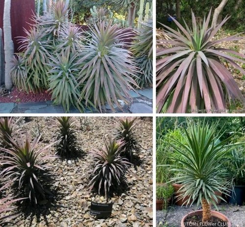 Yucca desmetiana 1litre pot - 1litre,