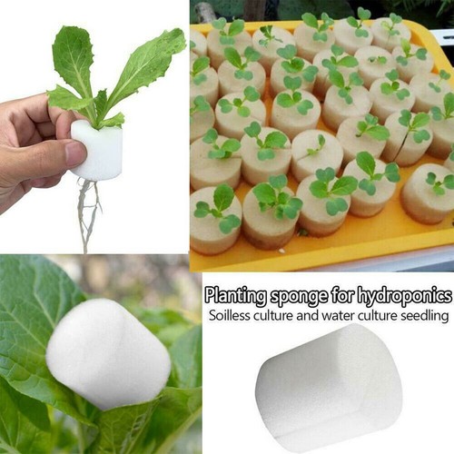 Hydroponics plant grow - 50,