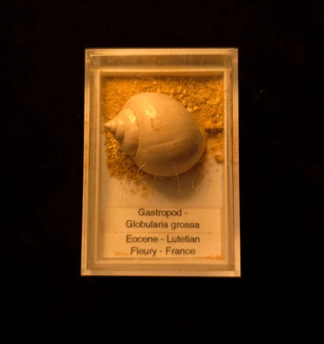 Globularia grossa complete - globularia,
