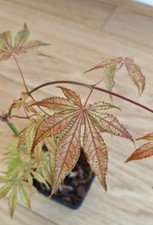 Acer Palmatum Will's Devine