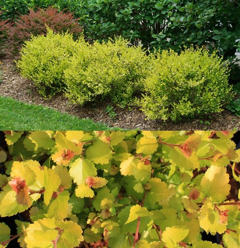 Betula nana golden treasure - betula, 'golden