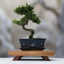 Premium Handcrafted Hardwood Bonsai Stand | Mahogany | Water Resistant | Various