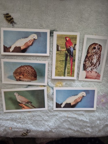 Hornimans tea cards pets - hornimans,