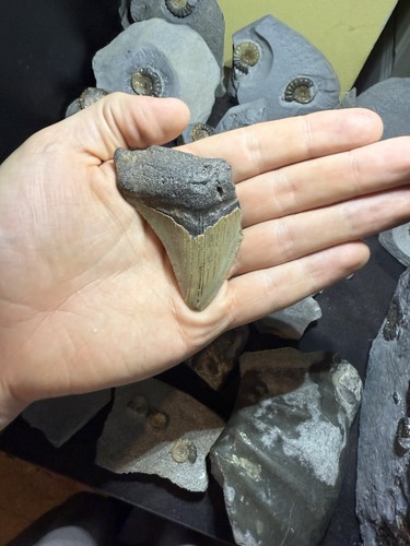 Megalodon shark fossil tooth - megalodon,