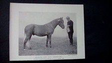 c1910, print, highland pony