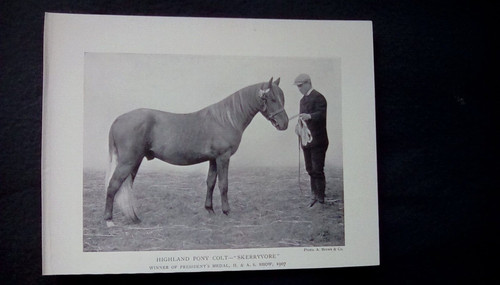 C1910 print highland - print,, pony