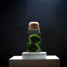 Marimo Moss Ball Aquarium