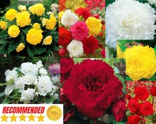 BEGONIA FIMBRIATA MIXED