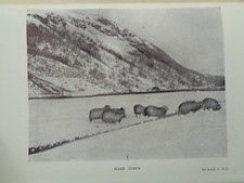 1911 THE DALESMAN by RUMNEY 14