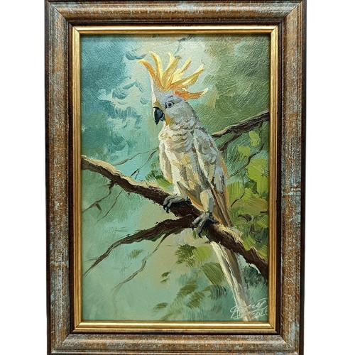 White cockatoo parrot bird - cockatoo,