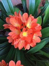 Fresh seed 5 x Clivia Miniata