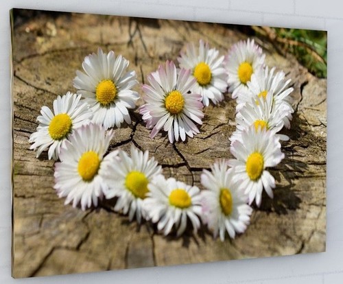 Daisy chain love heart flowers - daisy,