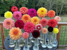 DAHLIA A1  Variety -