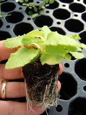 10 x Polyanthus Colossea Mix perennial hardy plug plants