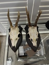 Lot Of 2  Vintage German Roe Deer Antlers Mounted Wood Base/Plaque