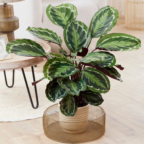 Calathea medalion large - medalion, indoor