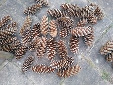Fir cones - Jumbo Extra Large Fir Cones 8 Inches  x20 cones