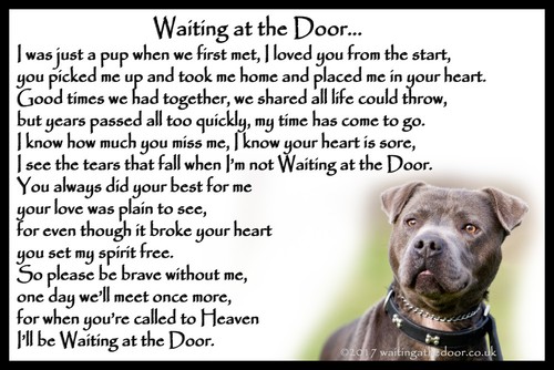 Staffy staffordshire bull - staffy,