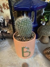 Cacti Houseplant 4 Years Old