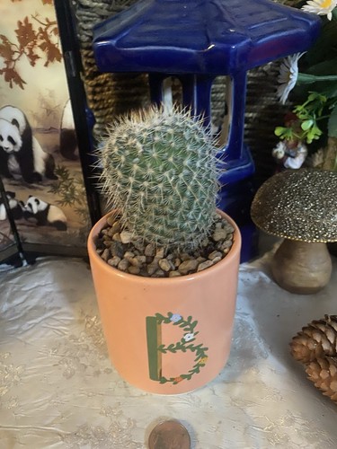 Cacti houseplant years old - cacti,