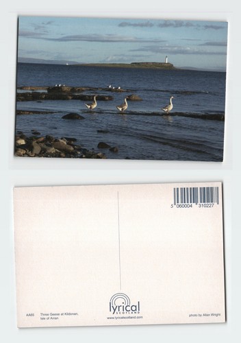 Vintage postcard three geese - postcard,