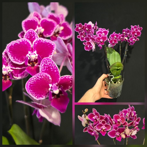 Phal chia yenlin 3 - e, flower