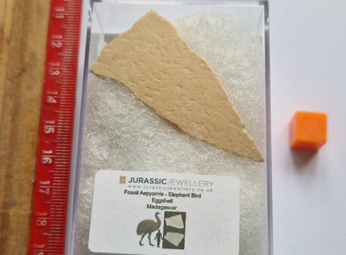 Genuine elephant bird eggshell - elephant,