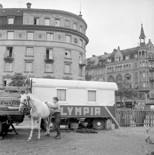 Circus olympia horse with - olympia,