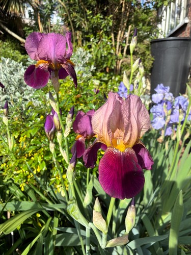 Iris germanica bearded lost - iris,