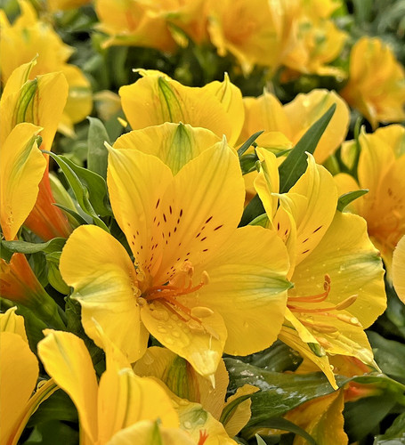 Alstroemeria colorita lisa - colorita,