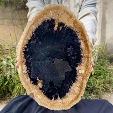 2.93LB Large Natural Petrified