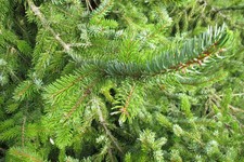 Scots Pine Pure Essential Oil / USDA Certified Organic