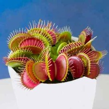 Giant venus fly trap seeds - trap,