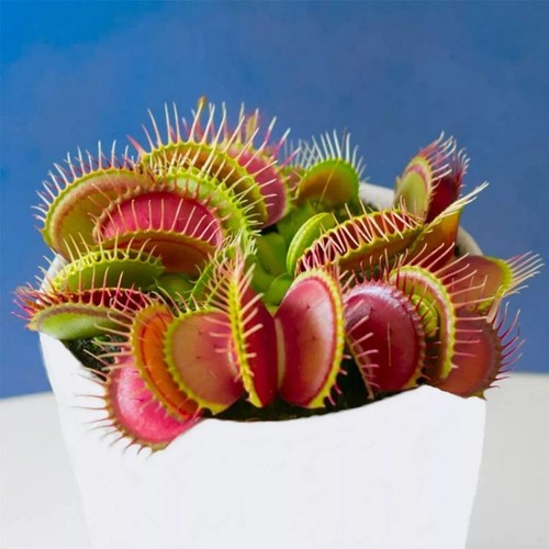Giant venus fly trap seeds - giant,