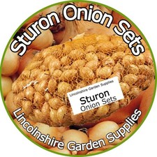 Onion Sets Spring Planting