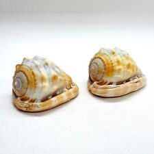 PAIR OF VINTAGE NATURAL SEA SHELL ORNAMENTS COASTAL BEACH HOUSE DECOR DISPLAY
