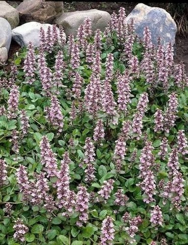 Ajuga rosea plug plants - 4x, 'rosea'