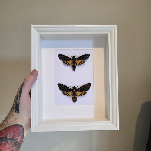 Deaths head hawk moth - deaths, pair