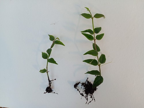 Hoya bella two rooted - hoya, cuttings
