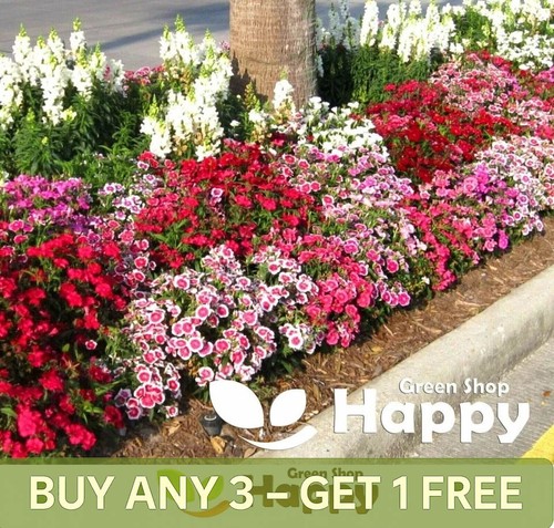 Dwarf dianthus chinese pink - dianthus,