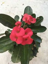 Euphorbia milii vulcanii - red