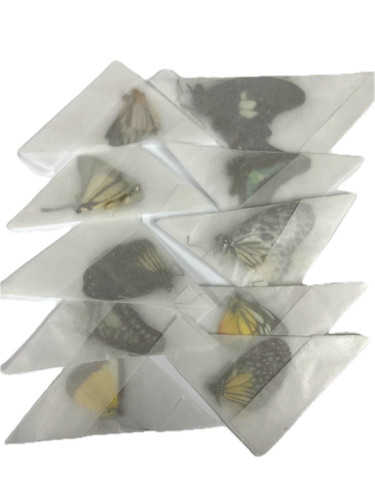 Real unmounted butterflies - real,