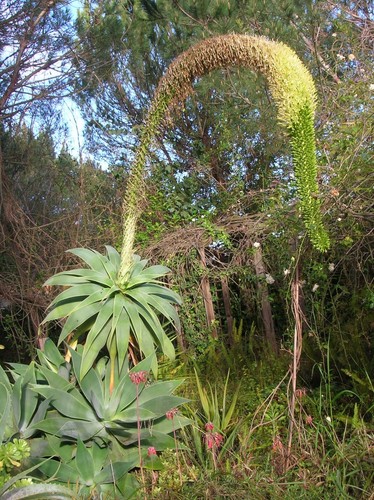Agave attenuata fox tail - attenuata,