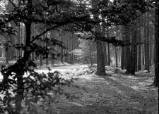 Sunlight dapples through the